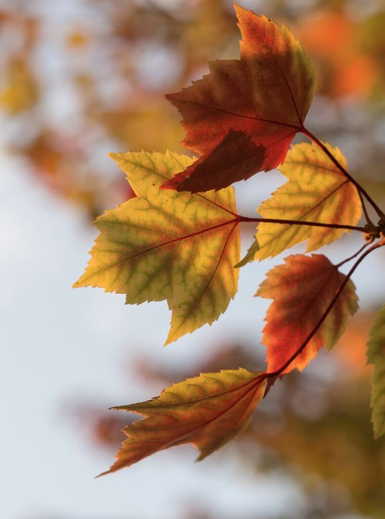 %name Réflexion professionnelle