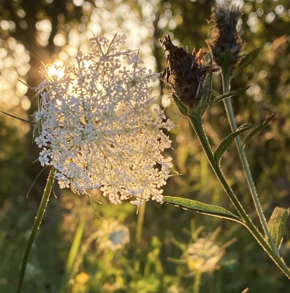 Capture decran 2026 01 29 a 15.32.05 1011x1024 Ma vision