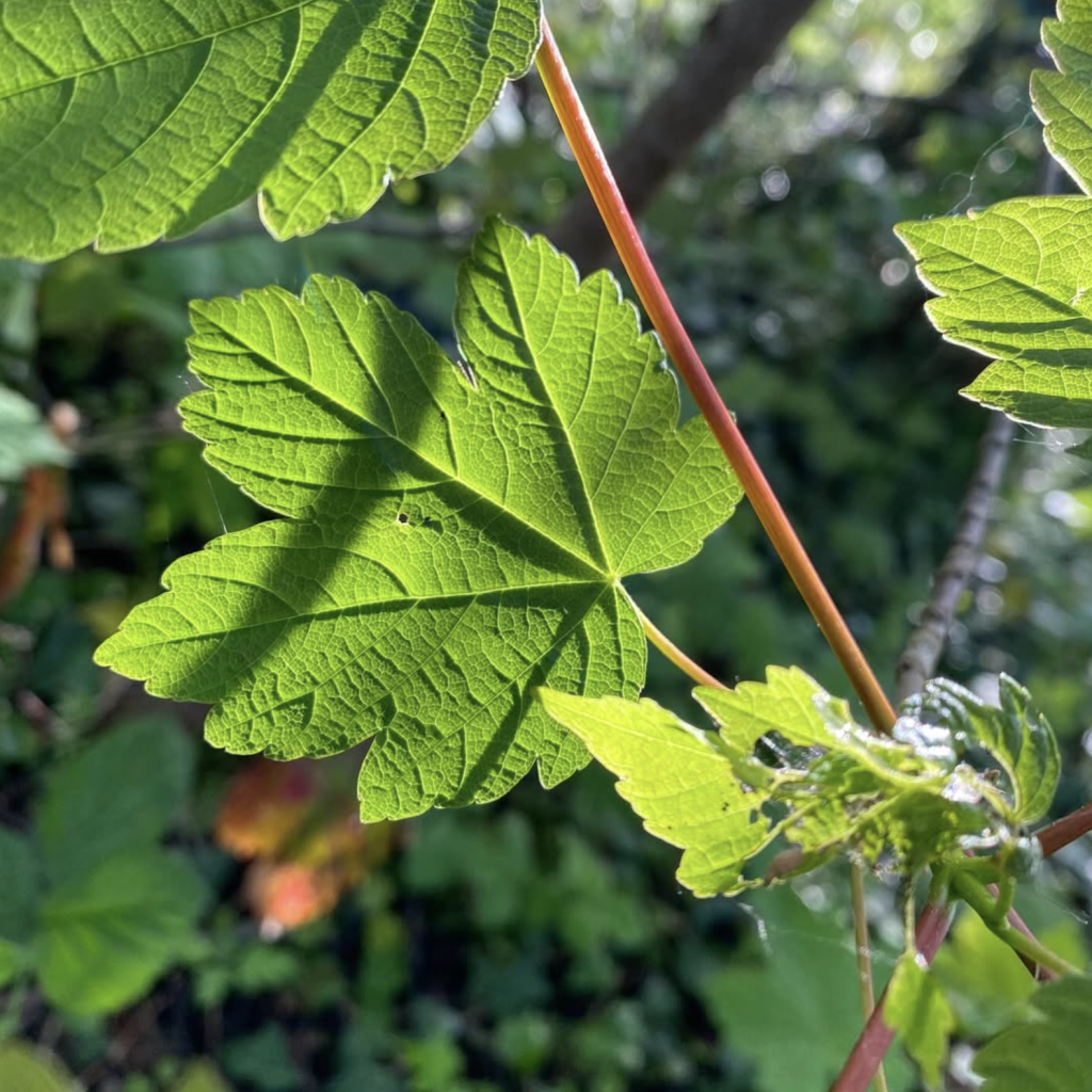 Capture decran 2026 01 29 a 15.32.35 1024x1024 Accueil