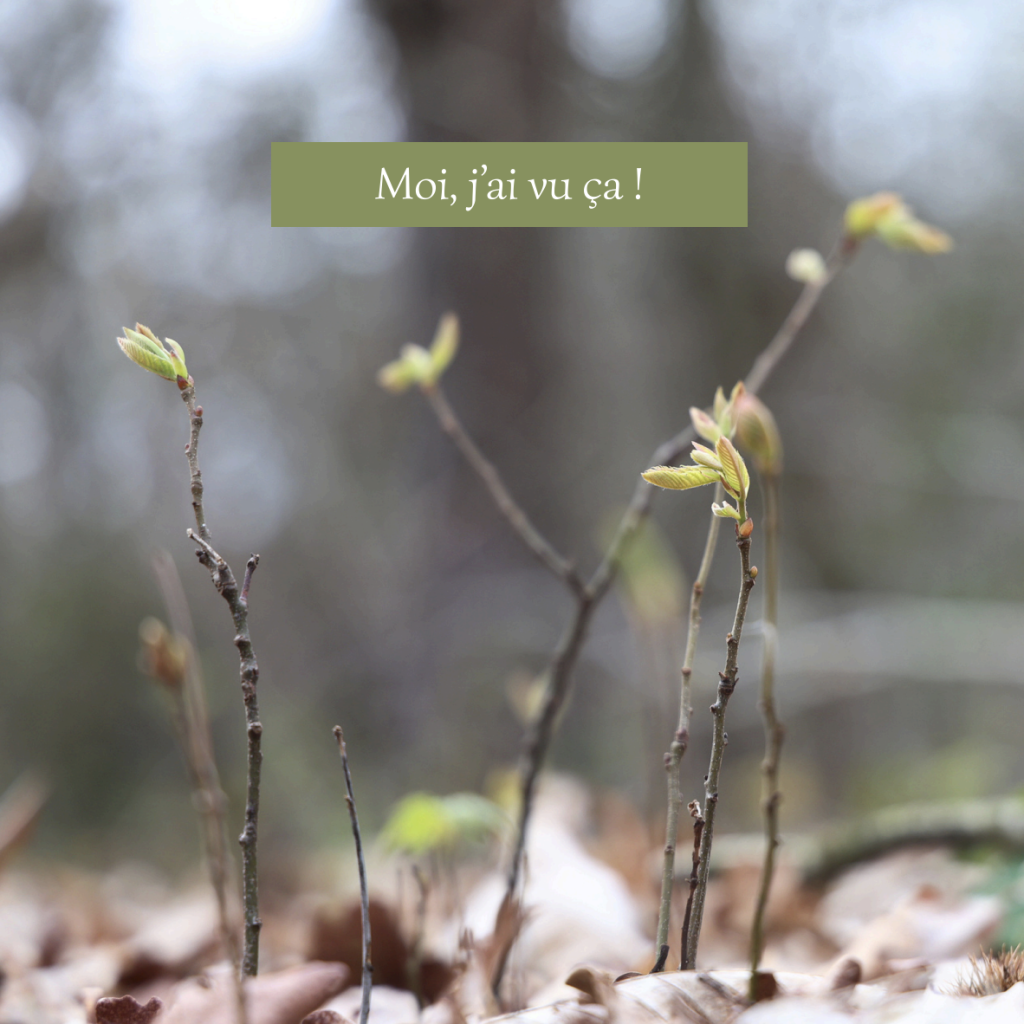 Capture decran 2026 04 07 a 13.36.38 1024x1024 Vous voyez ce que je vois ?