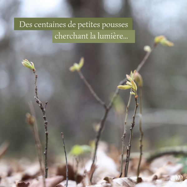 Capture decran 2026 04 07 a 13.36.46 600x600 Vous voyez ce que je vois ?