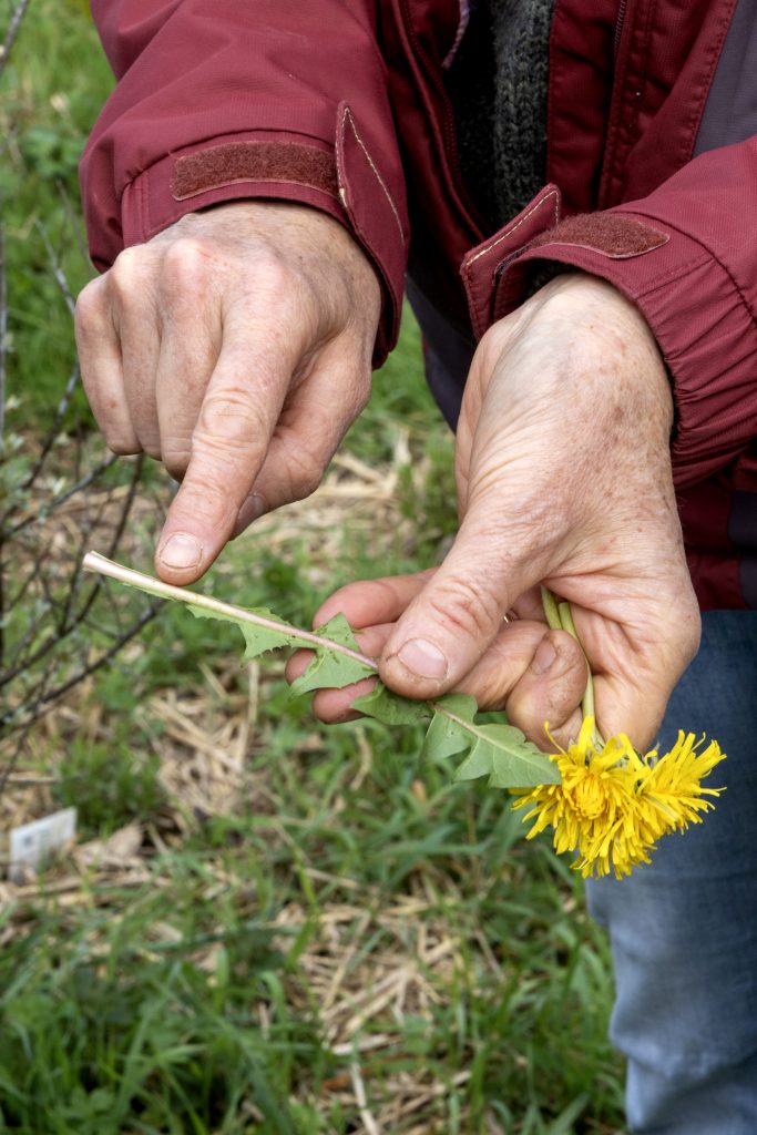 Oasis des mauvaises herbes 00016 683x1024 Mettre l’humain et les démarches porteuses de sens au cœur de mes images.​