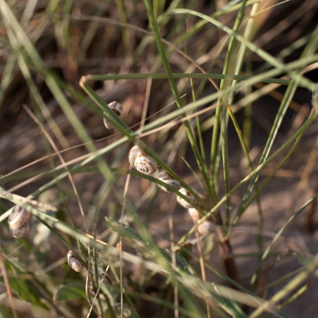 ESCARGOT scaled rkegvfeqhl27jifppdfihscdsg6bz5jio1z7e6tdbe Ça fait six ans que je suis installée